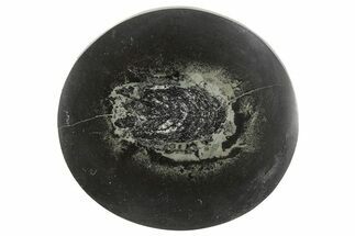 Polished Fish Coprolite (Fossil Poo) Nodule Half - Scotland #242053