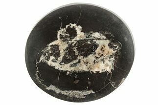 Polished Fish Coprolite (Fossil Poo) Nodule Half - Scotland #242065