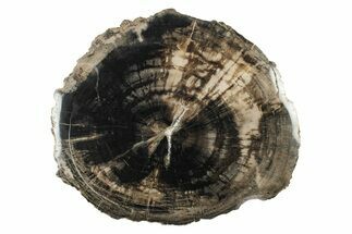 Rare, Petrified Wood (Schilderia) Round - Arizona #242416