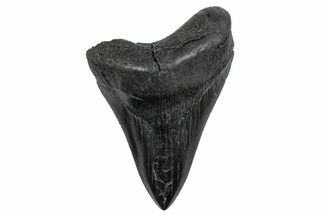 Fossil Megalodon Tooth - South Carolina #236253