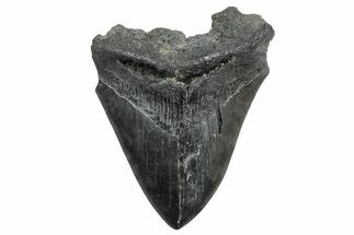 Fossil Megalodon Tooth - South Carolina #236266