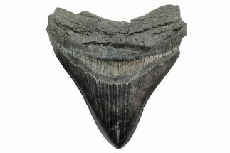 Fossil Megalodon Tooth - South Carolina #236273