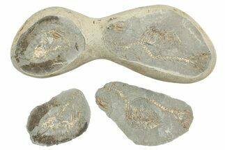 Fossil Capelin Fish (Mallotus) Nodule - Canada #242452