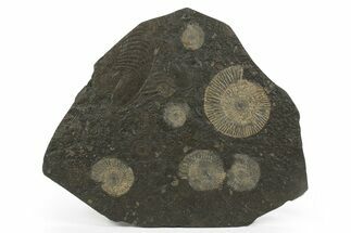 Dactylioceras Ammonite Cluster - Posidonia Shale, Germany #242675