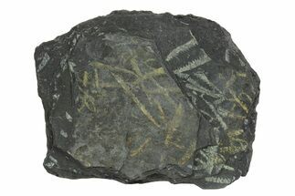 Fossil Graptolite Cluster (Didymograptus) - Wales #242410
