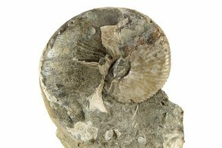 Cretaceous Fossil Ammonite (Hoploscaphities) - South Dakota #242533