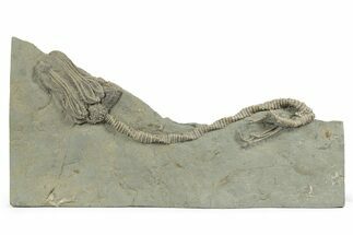 Fossil Crinoid (Platycrinites) w/ Stem- Crawfordsville, Indiana #242693