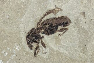 Detailed Fossil Weevil (Snout Beetle) - Green River Formation #242715