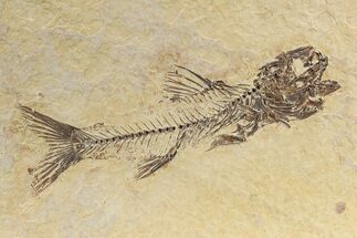 Rare, Fossil Fish (Amphiplaga) - Green River Formation #240386