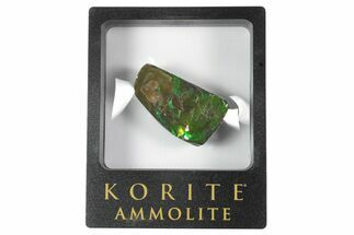 Iridescent Ammolite (Fossil Ammonite Shell) - Brilliant Green #242943