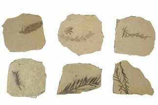 Small Dawn Redwood (Metasequoia) Fossils Grade B - Montana #243070