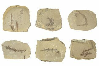 Small Dawn Redwood (Metasequoia) Fossils - Montana #243071