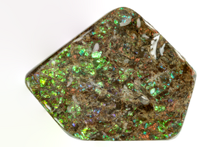 Iridescent Ammolite (Fossil Ammonite Shell) - Alberta #243010