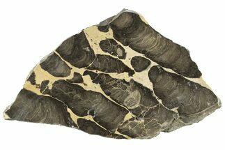 Polished Stromatolite (Boxonia) From Australia - Million Years #243156