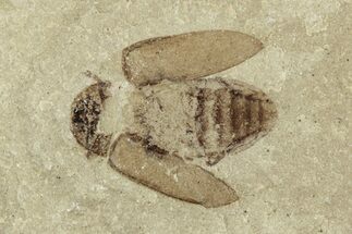 Detailed Fossil Beetle (Coleoptera) - Green River Formation, Utah #242775