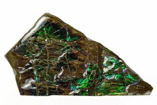 Iridescent Ammolite (Fossil Ammonite Shell) - Greens & Blues #243002
