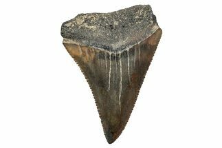 Fossil Great White Shark Tooth - North Carolina #243189