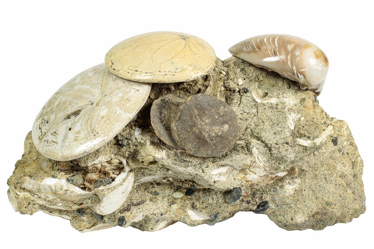 6.1" Cluster Of Polished Fossil Sand Dollars & Clams California