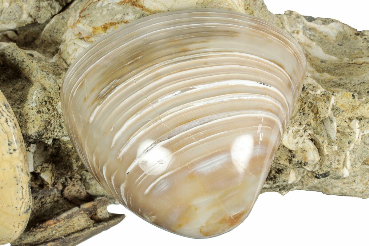 6.1" Cluster Of Polished Fossil Sand Dollars & Clams California