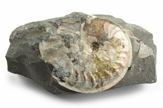 Iridescent Ammonite (Aconeceras) Fossil #243275