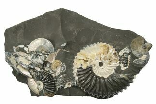 Iridescent Ammonite (Deshayesites & Aconeceras) Cluster #243283
