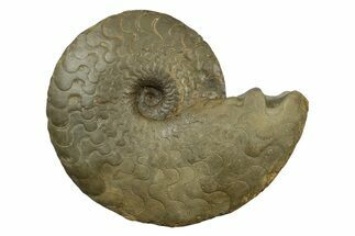 Triassic Ammonite (Discoceratites dorsoplanus) Fossil - Germany #243466