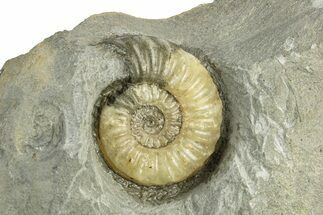 Jurassic Ammonite (Xipheroceras) Fossil - Dorset, England #243468