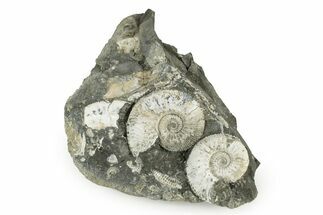 Jurassic Ammonite (Kosmoceras) Cluster - England #243469