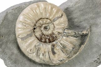Jurassic Ammonite (Asteroceras) Fossil - Dorset, England #243493
