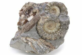 Jurassic Ammonite (Xipheroceras) Fossil Cluster -Dorset, England #243499