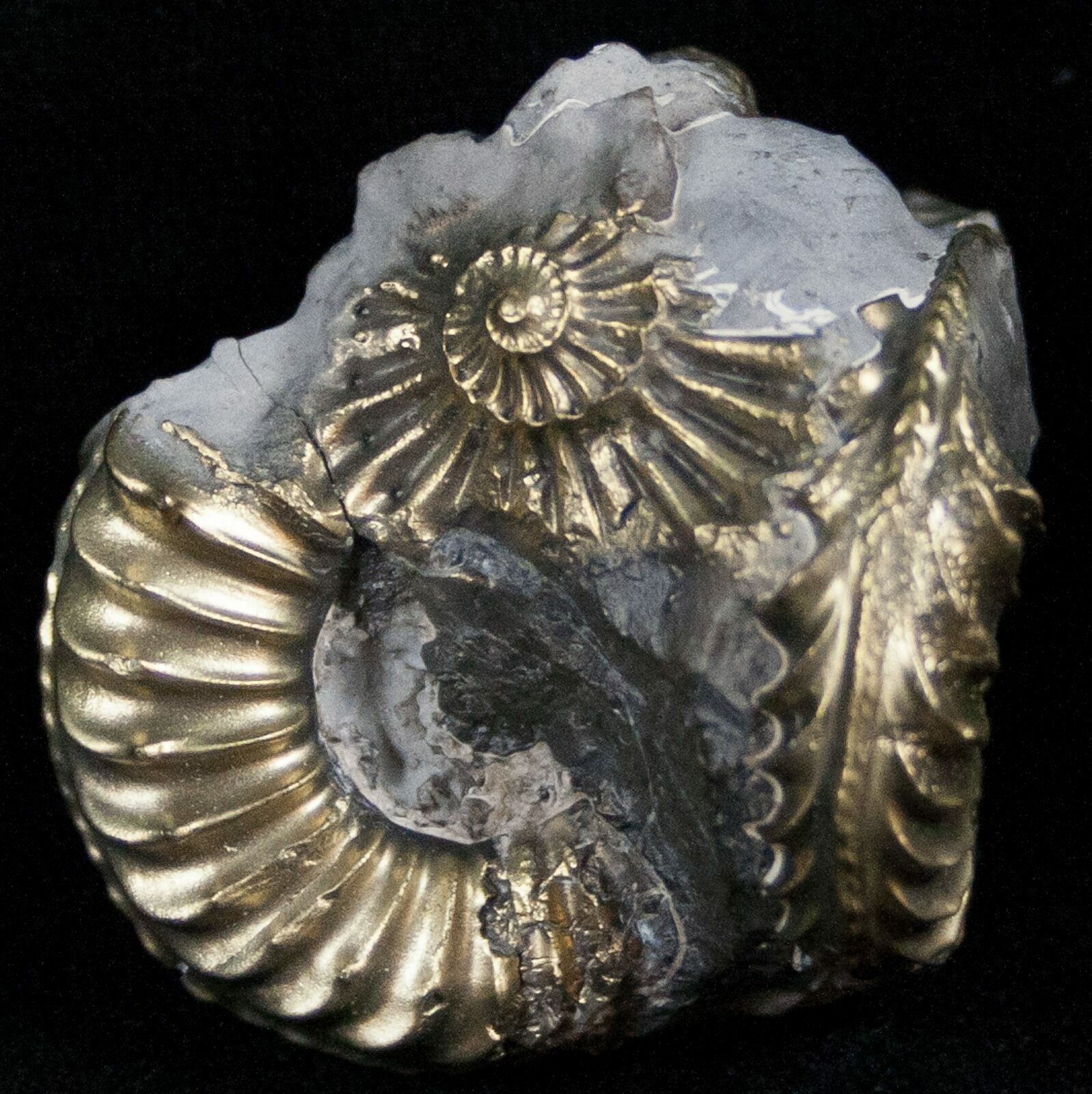 Pyritized Pleuroceras Ammonite Cluster - Germany (#14523) For Sale ...