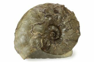 Triassic Ammonite (Ceratites nodosus) Fossil - Germany #243509