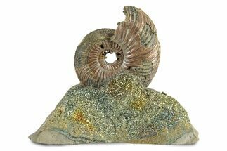 Iridescent, Pyritized Ammonite (Quenstedticeras) Fossil Display #243551