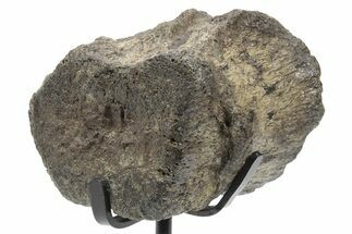 Fossil Hadrosaur Caudal Vertebra w/ Metal Stand - Texas #243650