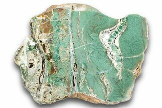 Polished Green Magneprase Section - Western Australia #240126