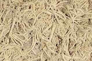 Echinoderm Fossils For Sale