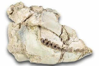 Bargain, Fossil Oreodont (Merycoidodon) Skull - South Dakota #243587