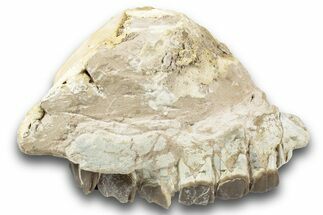 Fossil Running Rhino (Hyracodon) Upper Jaws - South Dakota #243599