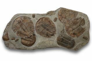 Fossils For Sale