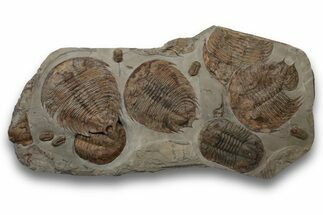 Plate Of Huge Trilobites (Dikelokephalina & Platypeltoides) #243737