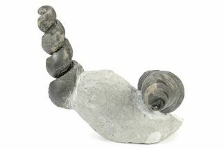 Two Devonian Fossil Gastropod Internal Molds - Issoumour, Morocco #243688
