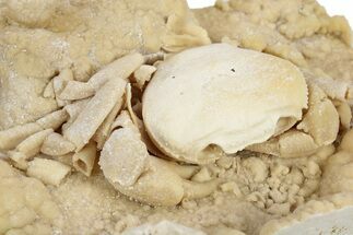 Fossil Crab (Potamon) Preserved in Travertine - Turkey #243741