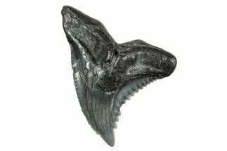 Snaggletooth Shark (Hemipristis) Tooth - South Carolina #240342