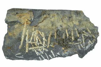 Fossil Graptolite Cluster (Didymograptus) - Wales #242391