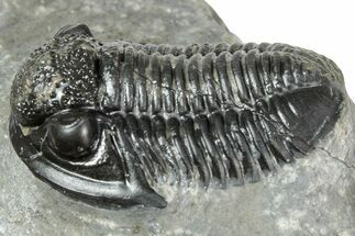 Detailed Gerastos Trilobite Fossil - Morocco #243778