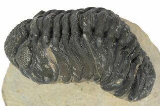 Phacopid (Morocops) Trilobite - Foum Zguid, Morocco #243882