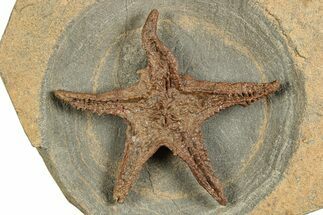 Exceptionally Preserved Fossil Starfish - Morocco #244129