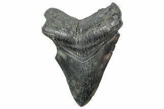 Fossil Megalodon Tooth - South Carolina #236352