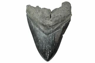 Fossil Megalodon Tooth - South Carolina #236353