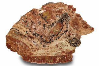 Polished, Petrified Wood (Araucarioxylon) - Arizona #244080